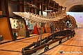 VBS_0917 - Riapre il Museo di Scienze Naturali dopo dieci anni di chiusura